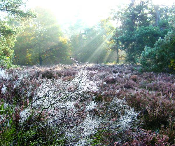 Natuurwerkochtend Het Hulsbeek op 2 november