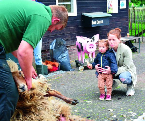 Schaapscheerfeest bij Natuurrijck De Höfte