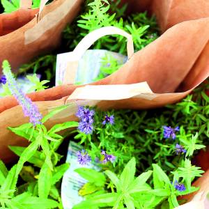 Vlinders zijn welkom in Oldenzaal en Losser: samen vergroenen voor biodiversiteit