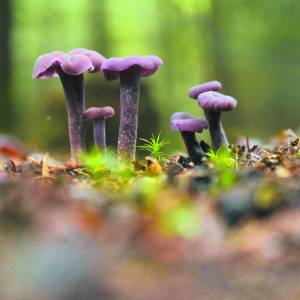 Prikkel je zintuigen op Het Hulsbeek tijdens natuur paddenstoelenwandeling