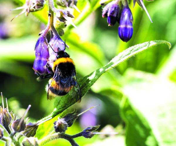 Lezing - het belang van insecten