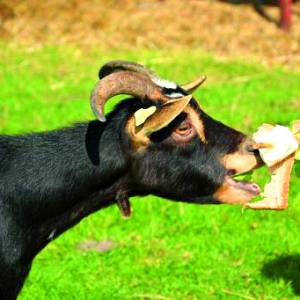 Feest voor dieren en kinderen bij de Höfte