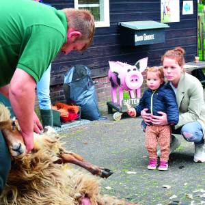 Schaapscheerfeest bij Natuurrijck De Höfte