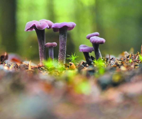 Prikkel je zintuigen op Het Hulsbeek tijdens natuur paddenstoelenwandeling